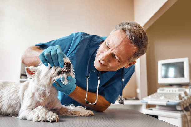 Best Cosmetic Emergency Dentistry in Hartsville, SC